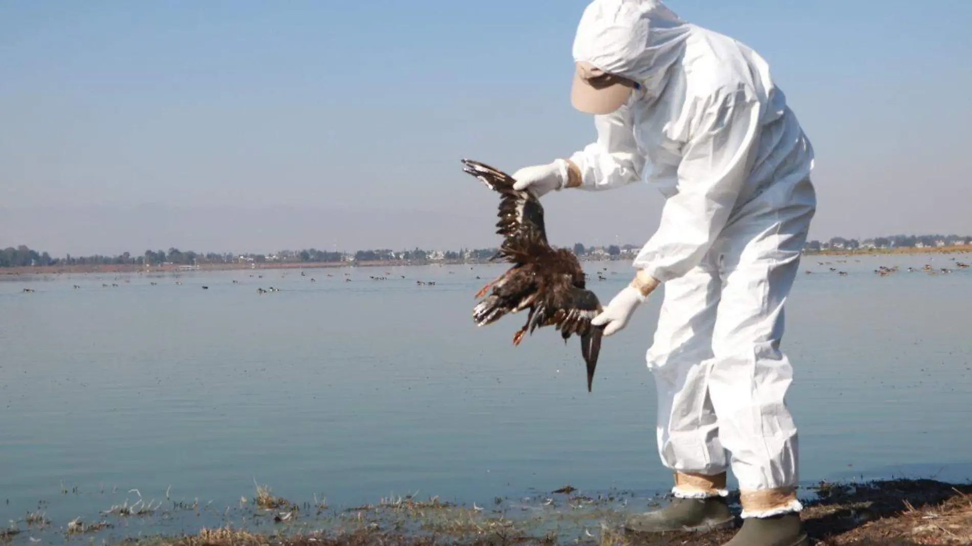 Autoridades sanitarias informaron que la causa de la muerte de aves en playas de México es a causa del fenómeno natural del niño y no se gripe aviar